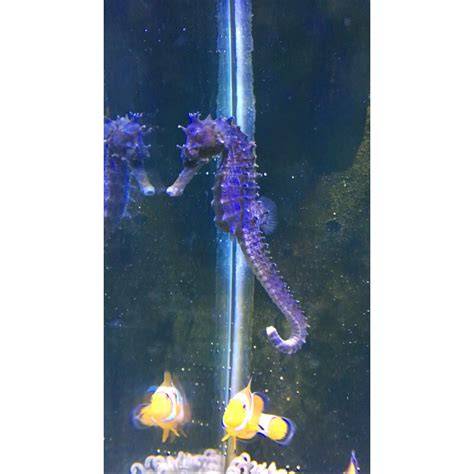 Jual Kuda Laut Hias Terbaik - Harga Murah Maret 2026 & Cicil 0 - raincitystudios.com