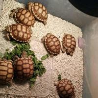 Jual Kura2 Sulcata Terlengkap & Terbaik - Harga Murah Maret 2026 - muktibox.com