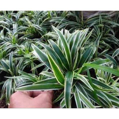 Jual Lili Paris Terbaik - Harga Murah Maret 2026 & Cicil 0% - raincitystudios.com