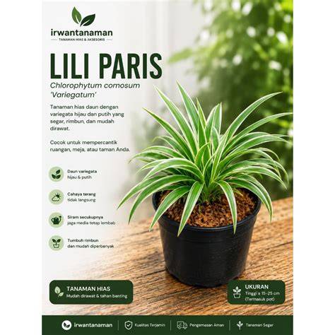 Jual Lili Paris Terlengkap & Harga Terbaru Maret 2026 | Shopee … - raincitystudios.com
