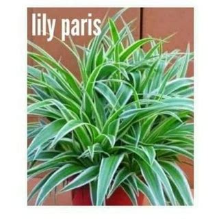 Jual Lily Paris Terlengkap & Terbaik - Harga Murah Desember 2025 - raincitystudios.com