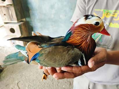 Jual Mandarin Duck : Remaja & Dewasa Siap COD - raincitystudios.com