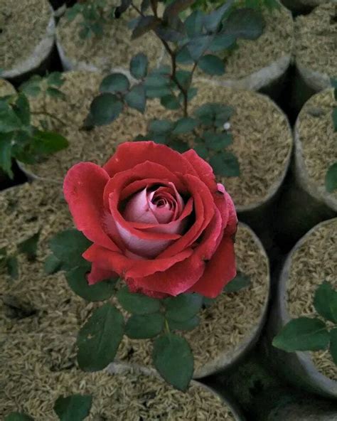 Jual Merawat Bunga Mawar Terlengkap & Harga Terbaru Maret 2026 … - muktibox.com