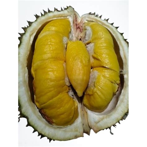 Jual Musang King Terlengkap & Terbaik - Harga Murah Maret 2026 - raincitystudios.com