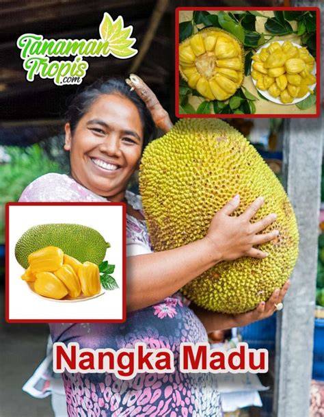 Jual Nangka Madu Terdekat - Harga Murah & Grosir Maret 2026 - raincitystudios.com