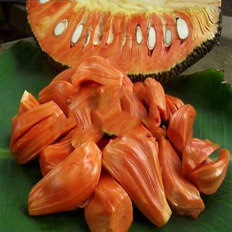 Jual Nangka Merah Terdekat - Harga Murah & Grosir Maret 2026 - raincitystudios.com