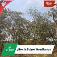 Jual Pohon Akasia Terlengkap - Harga Murah Maret … - raincitystudios.com
