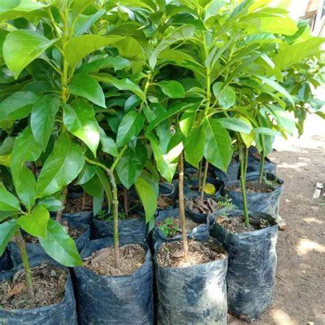 Jual Pohon Alpukat Mentega Cepat Berbuah Dalam Pot - raincitystudios.com