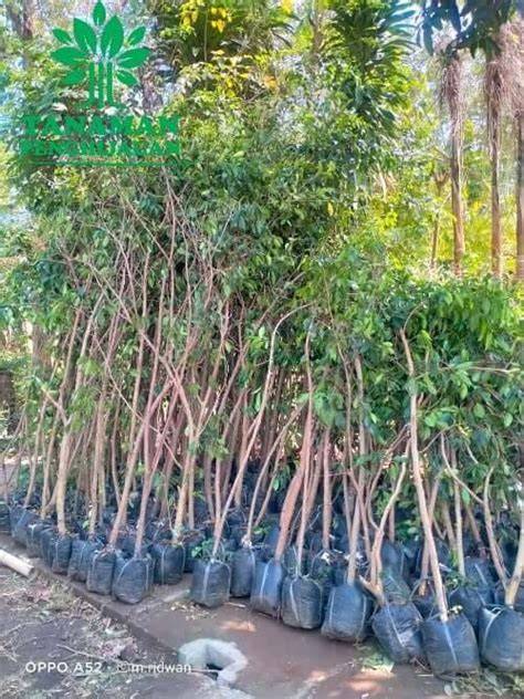 Jual Pohon Beringin Terbaik - Harga Murah Maret 2026 & Cicil 0 - raincitystudios.com
