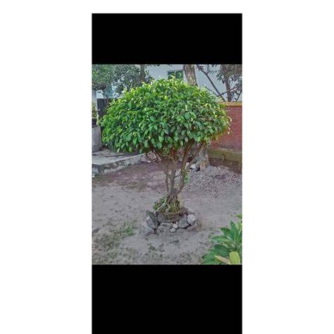 Jual Pohon Beringin Terlengkap & Harga Terbaru … - raincitystudios.com
