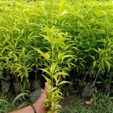 Jual Pohon Cendana Asli Murah & Terbaik - raincitystudios.com