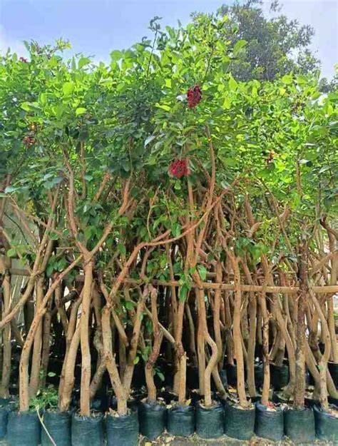 Jual Pohon Dadap Merah Tinggi 5 Meter - raincitystudios.com