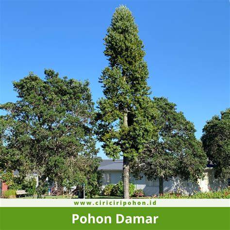 Jual Pohon Damar Terbaik - Harga Murah Maret 2026 & Cicil 0% - raincitystudios.com