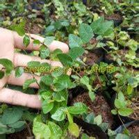 Jual Pohon Dolar Terbaik - Harga Murah Maret 2026 & Cicil 0% - raincitystudios.com