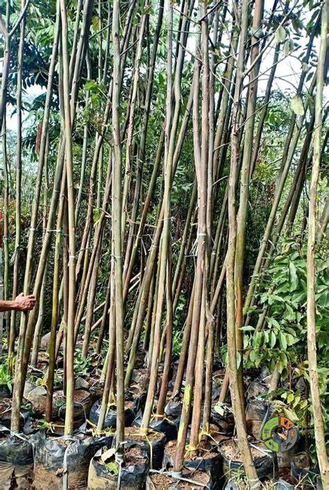 Jual Pohon Ekaliptus - Bibit Pohon Eukaliptus - Pelindung Kayu ... - raincitystudios.com