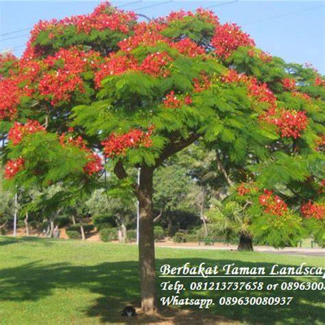 Jual Pohon Flamboyan Terbaik - Harga Murah Maret 2026 - raincitystudios.com