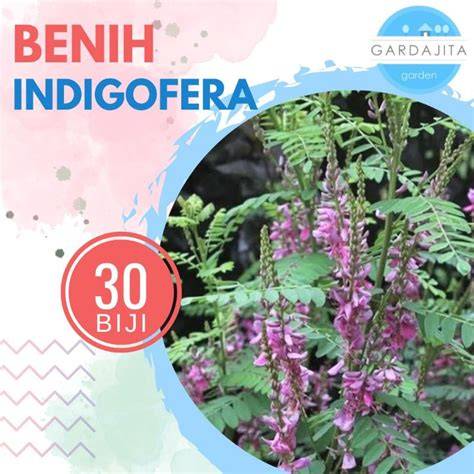Jual Pohon Indigofera Terbaik - Harga Murah Maret 2026 & Cicil 0% - raincitystudios.com