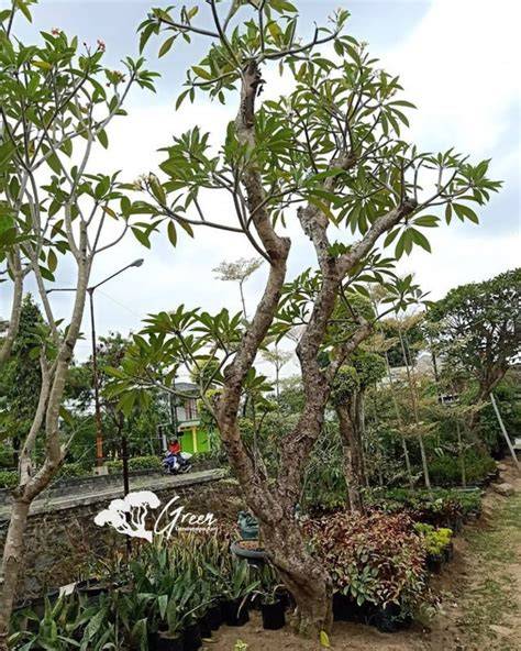 Jual Pohon Kamboja Fosil Harga 15Jta - Tunas … - raincitystudios.com