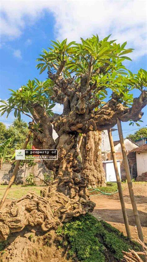 Jual Pohon Kamboja Fosil Super Besar - raincitystudios.com