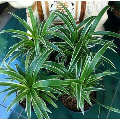 Jual pohon lili paris hias - Kab. Tangerang - raincitystudios.com