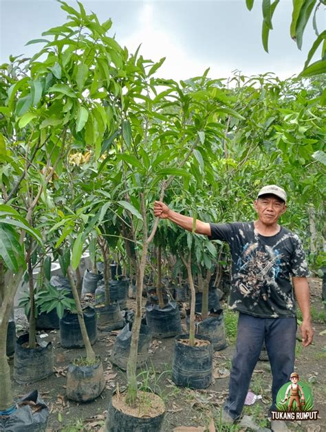 Jual pohon mangga arum manis Harga Terbaik ... - Shopee Indonesia - raincitystudios.com