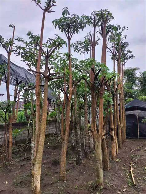 Jual Pohon Pule Terbaik - Harga Murah Maret 2026 - raincitystudios.com