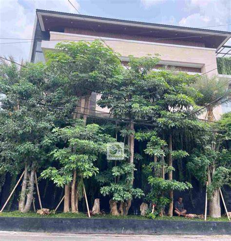 Jual Pohon - Kontraktor Bibit Tanaman Buah dan Hias … - raincitystudios.com