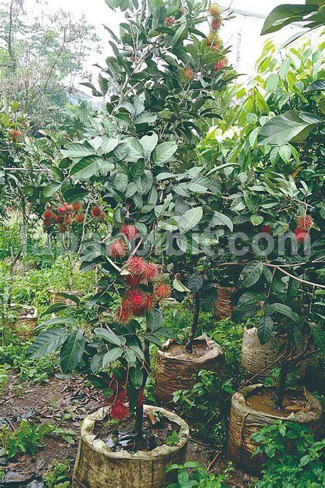 Jual Pohon Rambutan Binjai Terbaik - Harga Murah Maret 2026 - raincitystudios.com