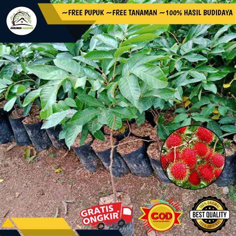 Jual Pohon Rambutan Terbaik - Harga Murah Maret 2026 & Cicil 0 - raincitystudios.com