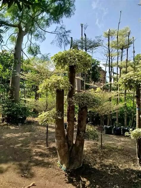 Jual Pohon Randu dan Randu Varigata - Agrotani … - raincitystudios.com
