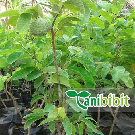 Jual Pohon Srikaya Terbaik - Harga Murah Maret 2026 & Cicil 0 - raincitystudios.com