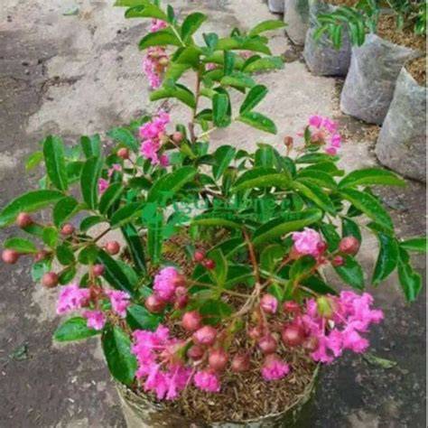 Jual Pohon Tanaman Sakura Terbaik - Harga Murah Maret 2026 - raincitystudios.com