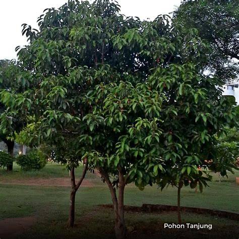 Jual Pohon Tanjung | Bibit - Pohon Besar - Agrotani … - raincitystudios.com