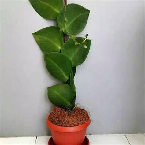 Jual Pot Tanaman Rambat Harga Murah & Kualitas Terbaik Maret 2026 - raincitystudios.com