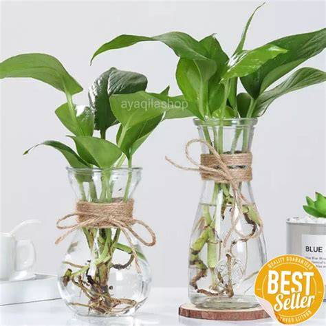 Jual Pot Vas Kaca Murah & Terbaik - Harga Terbaru Maret 2026 - raincitystudios.com