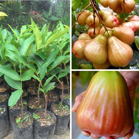 Jual Produk Bibit Jambu Air - Citra | Sikumis - raincitystudios.com