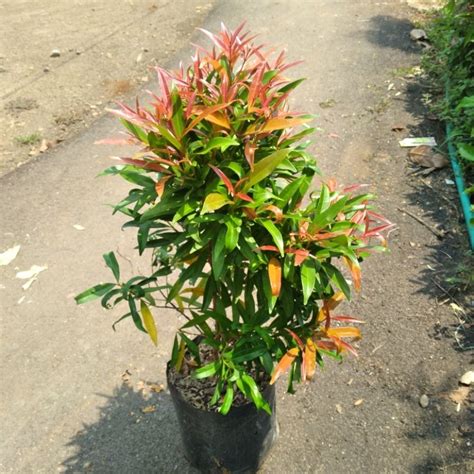 Jual Pucuk Merah Terlengkap & Harga Terbaru Maret 2026 - Shopee … - raincitystudios.com