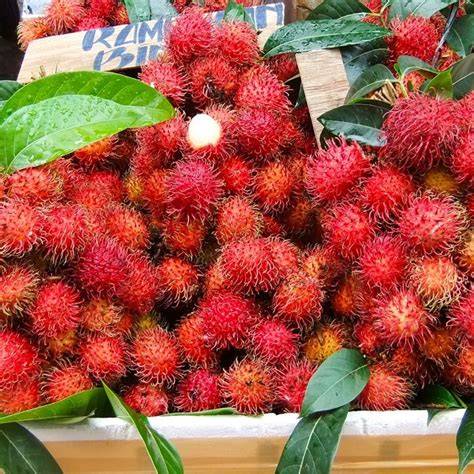 Jual rambutan binjai asli Harga Terbaik & Termurah Maret 2025 - raincitystudios.com