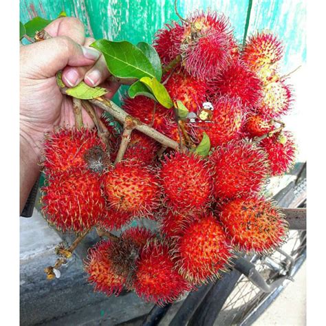 Jual Rambutan Binjai Asli Murah & Terbaik - raincitystudios.com