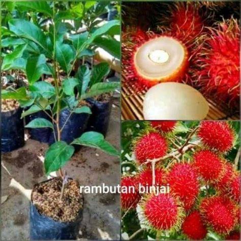 Jual rambutan binjai Harga Terbaik & Termurah Maret 2026 - Shopee … - raincitystudios.com