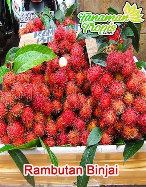 Jual Rambutan Binjai Terbaik - Harga Murah Maret 2026 & Cicil 0% - raincitystudios.com
