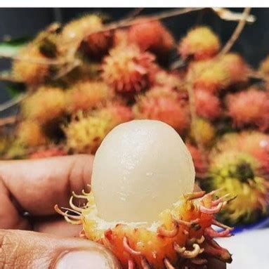 Jual Rambutan Rapiah Manis Murah & Terbaik - raincitystudios.com