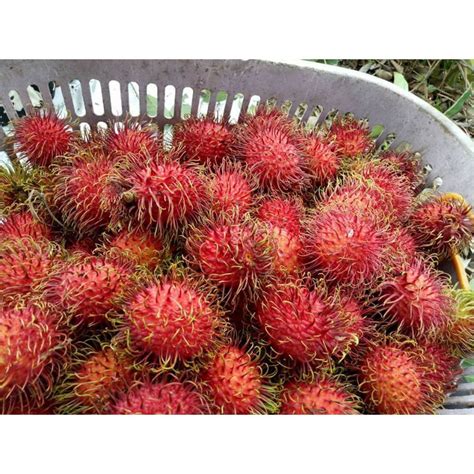 Jual Rambutan Terlengkap & Harga Terbaru Maret 2026 | Shopee … - raincitystudios.com