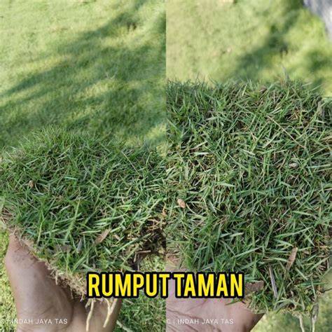 Jual Rumput Taman Terbaik - Harga Murah Maret 2026 … - raincitystudios.com