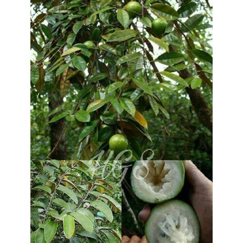 Jual Sawo Duren Terdekat - Harga Murah & Grosir Januari 2026 - raincitystudios.com