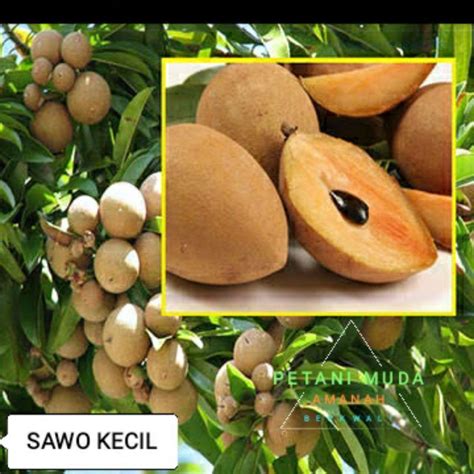 Jual Sawo Kecik Terlengkap & Harga Terbaru Maret 2026 | Shopee … - raincitystudios.com