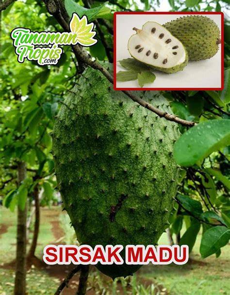 Jual Sirsak Madu Terdekat - Harga Murah & Grosir Februari 2026 - raincitystudios.com