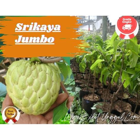 Jual Srikaya Jumbo Terdekat - Harga Murah & Grosir Februari 2026 - raincitystudios.com