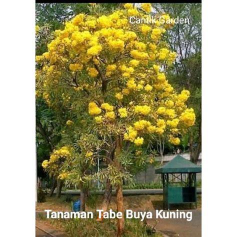 Jual Tabe Buya Terlengkap - Harga Murah Maret 2026 - raincitystudios.com