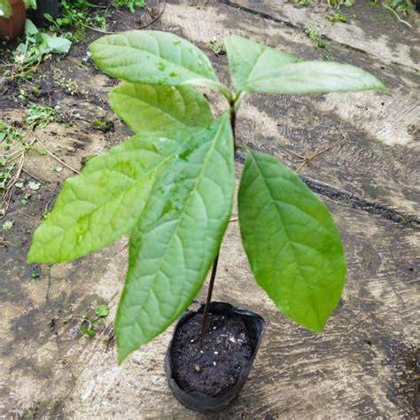 Jual Tanaman Alpukat Mentega | Bibit Online - raincitystudios.com